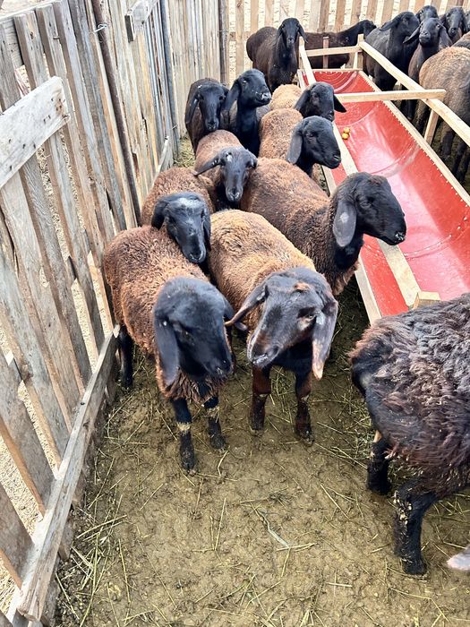 19 бас ұрғашы қозы