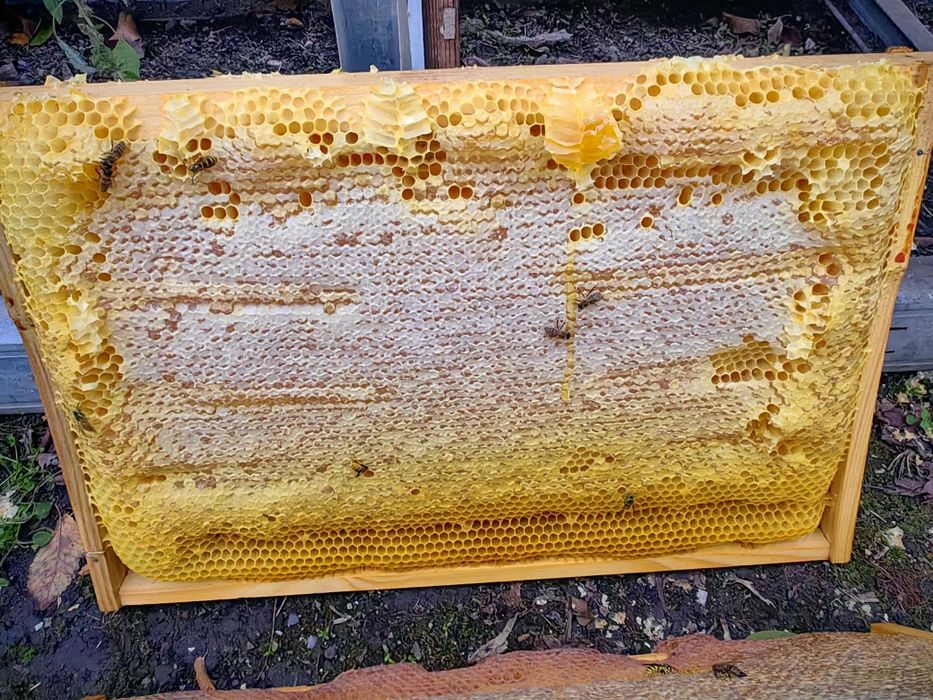 Fagure crescut în ramă, plin cu miere și căpăcit