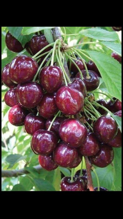 Vând pomi fructiferi