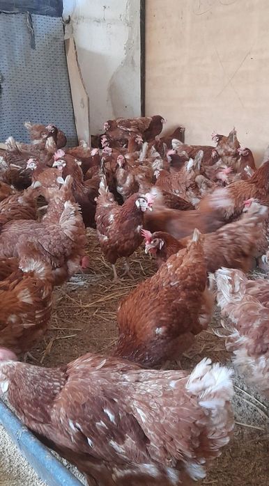 Avem la vânzare găină roșie ouătoare rasă issa brawun vstra 10 luni