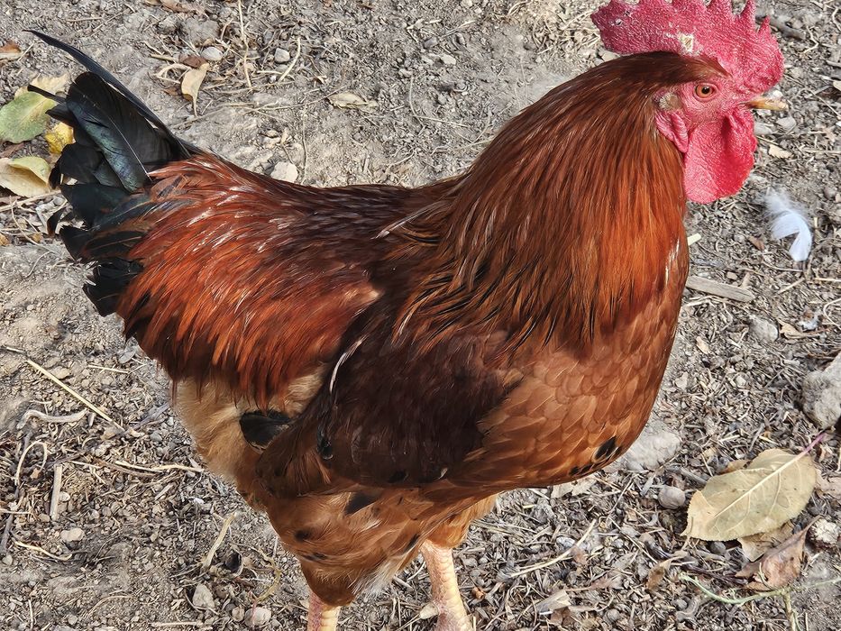 Хан хаяп тову ва хурози