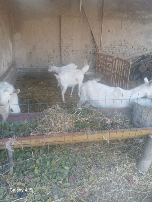 Zanin zotli echki sotiladi 2 oylik bugoz martga tugadi