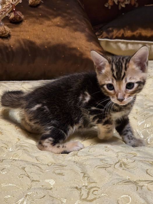 Бенгалски котета