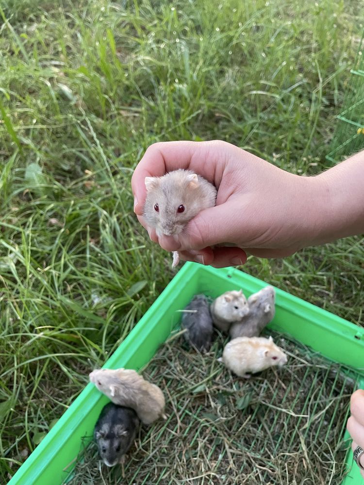 Vând pui de hamsteri