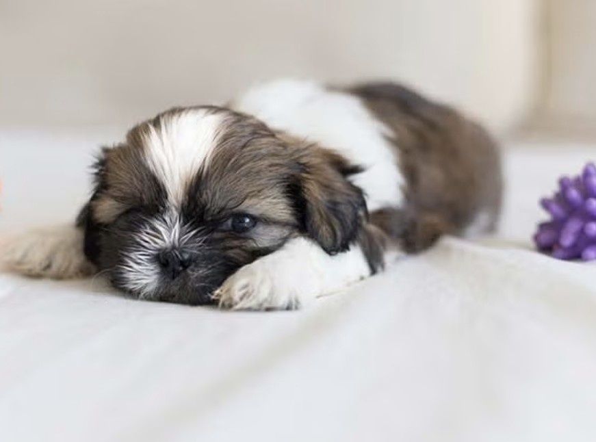 Shih-tzu talie mica