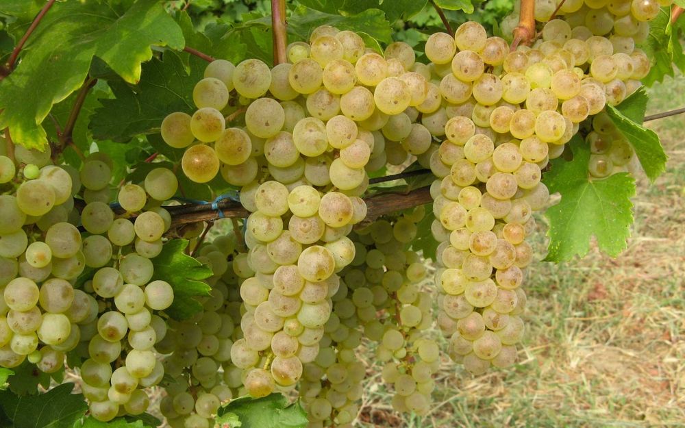 Struguri feteasca alba Cotnari