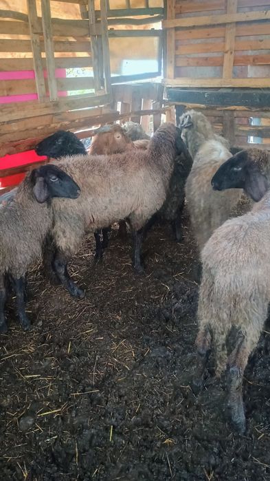 vând 5 miele și un berbec