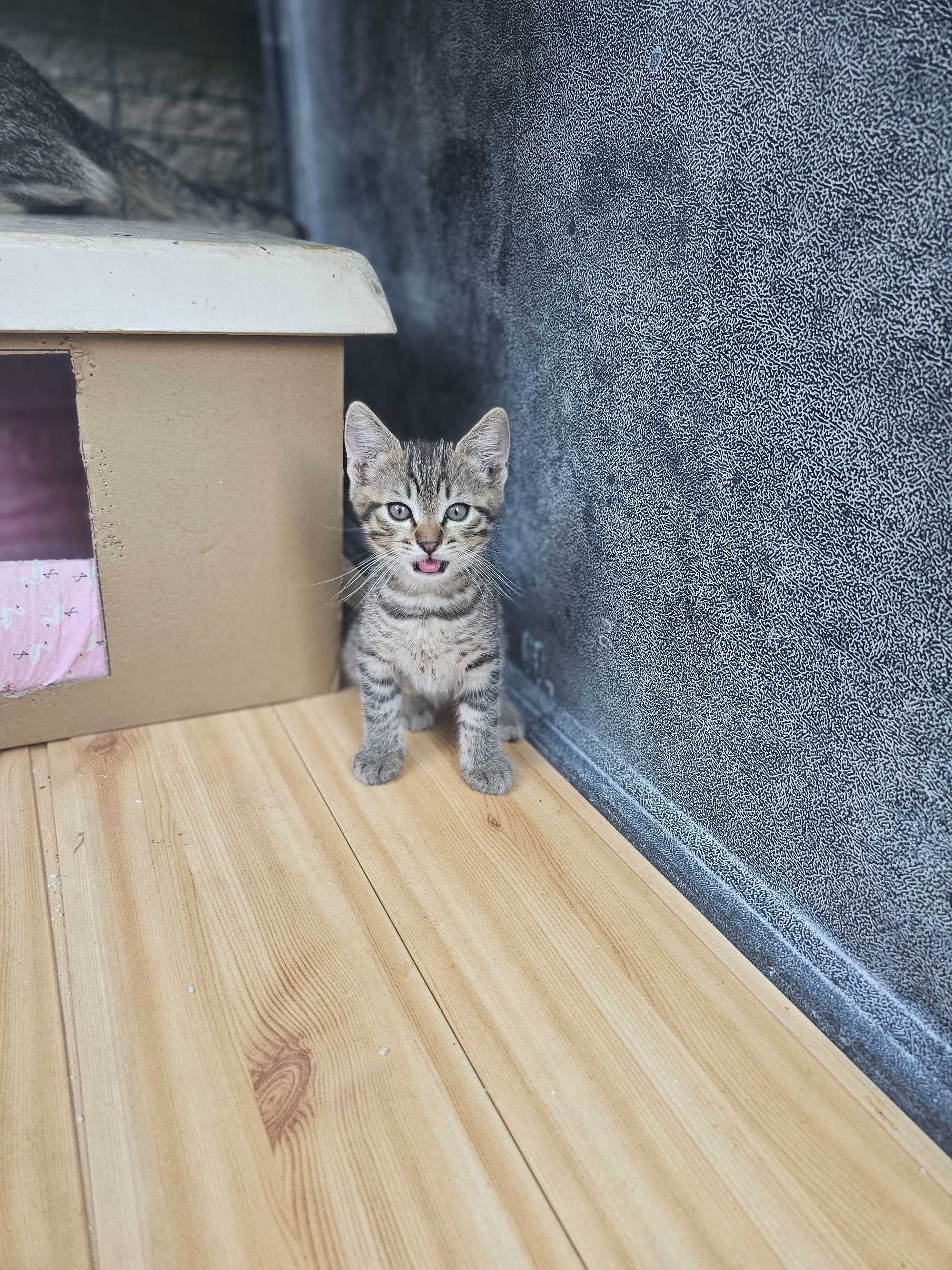 Adopție responsabila