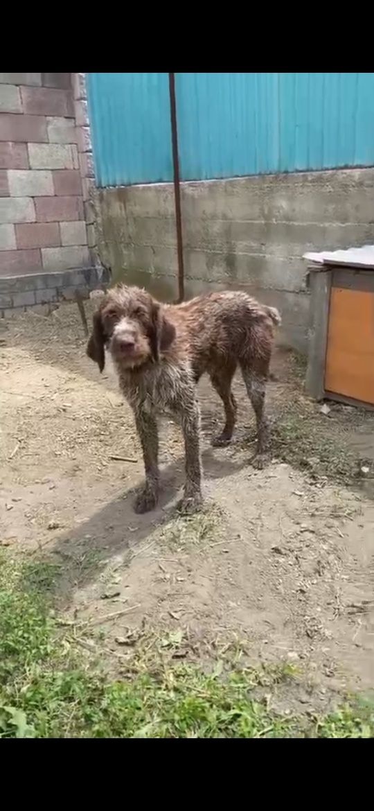 Продам дратхаара