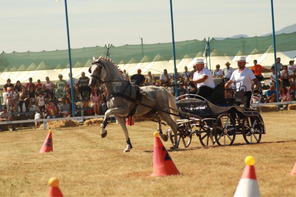 Vand armasar Lusitano