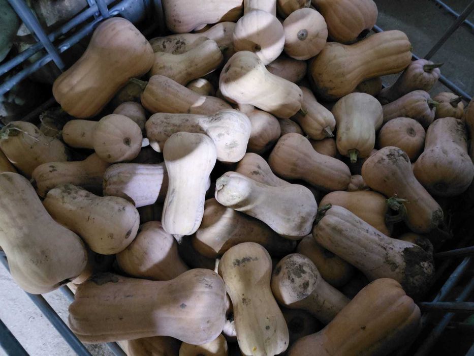 Vand dovleci placintari calitatea 1