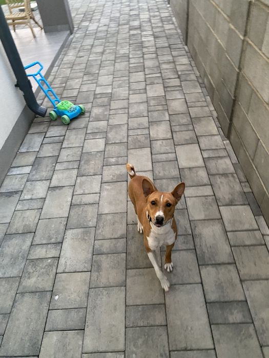 Basenji câine - se donează
