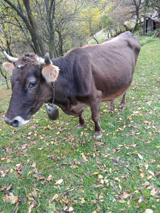 Vaca de vanzazre.