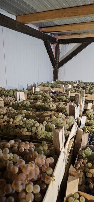 Vand struguri de masa de pe camera frigorifica