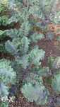 Varza Kale si Mangold (sfecla elvetiana sau spanacul mediteranean)