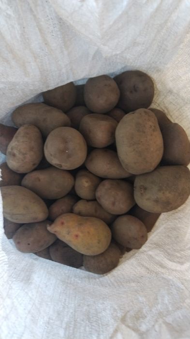 Продам картофель
