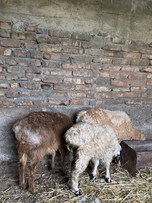 Продаються бараны хорошие на выбор с.Шелек