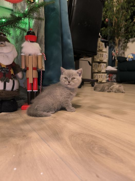 Сини британски и шотландски клепоухи котенца