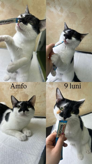 Pisoi disponibili pentru adopție