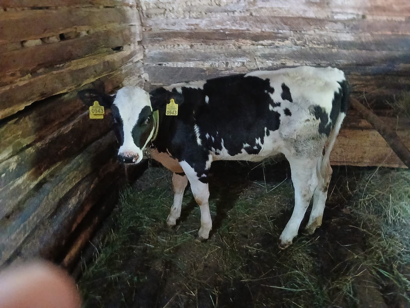 Vând vitea holstein