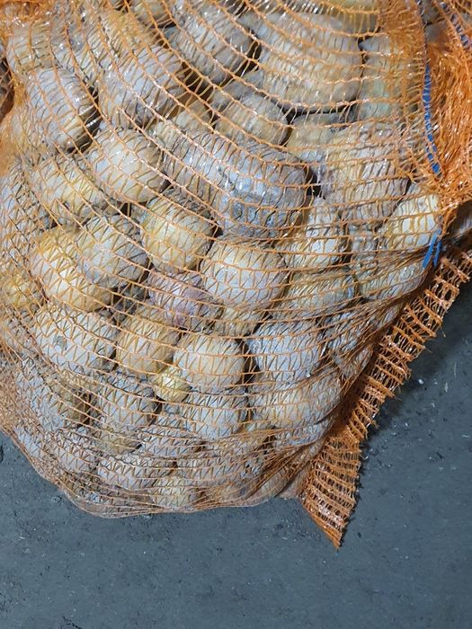 Vând cartofi pentru animale