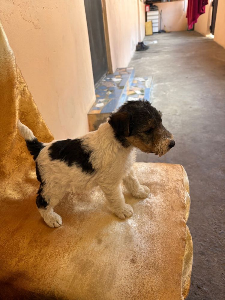 Mascul foxterrier