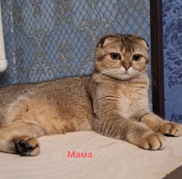 Шикарные котята мальчики NY25