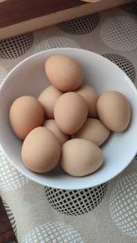 Vând ouă de bibilică