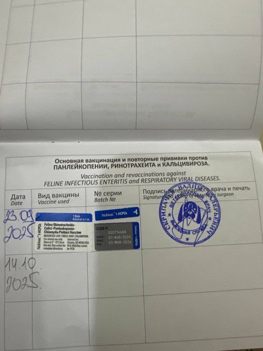 Продается шотландская вислоухая