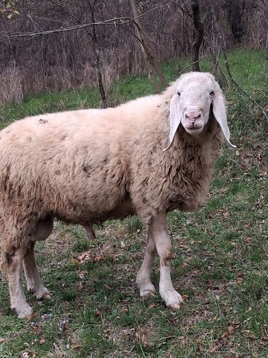 Vând oi bergamasca si sârbești