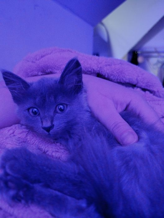 В самые любящие руки котёнок девочка