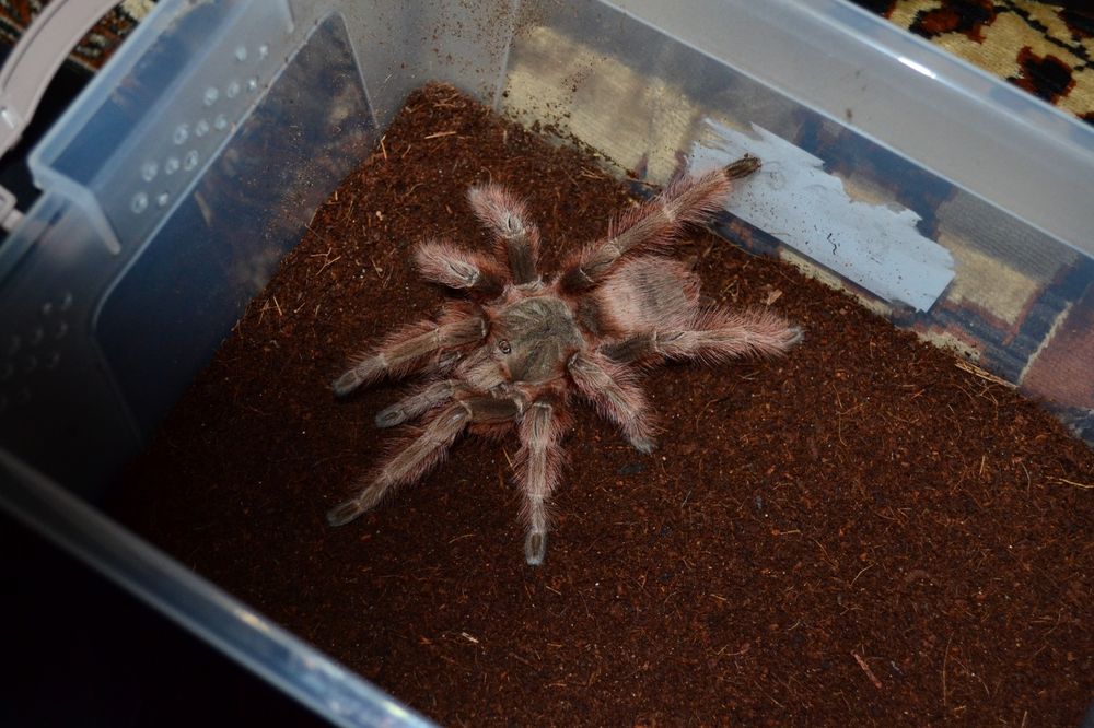 Паук птицеед Нанду трипепи