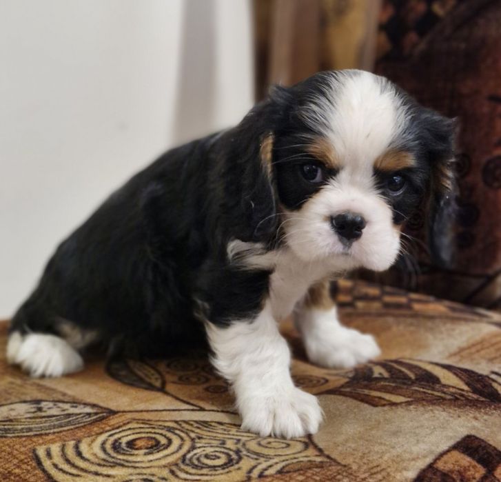 Кавалер Кинг Чарлз Шпаньол FCI