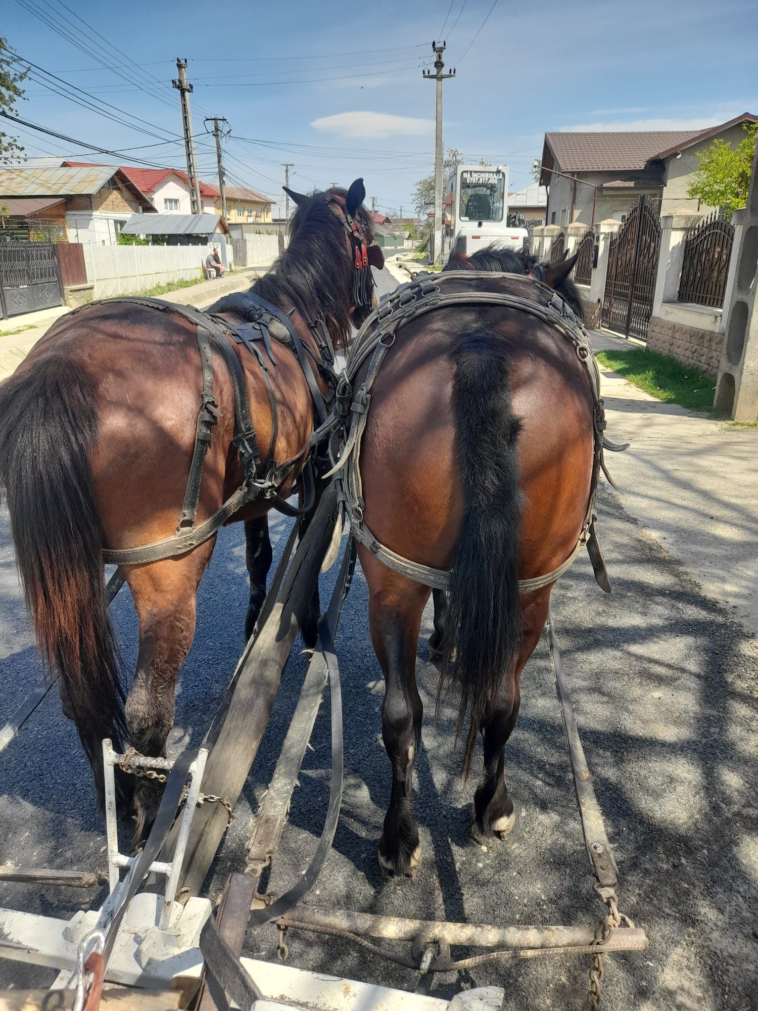 Vand iapa murga pusă la căruță