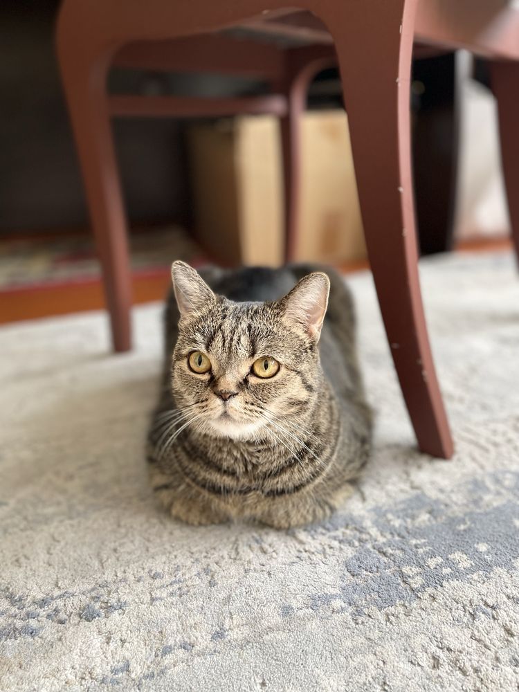Кошка очень унмый