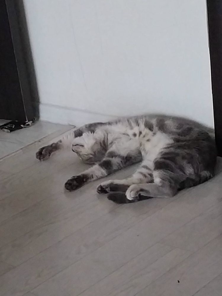 Британский вислоухий кот, 1 год