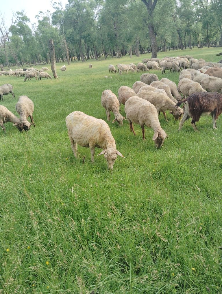 Vând 170 de oi și 40 de capre.