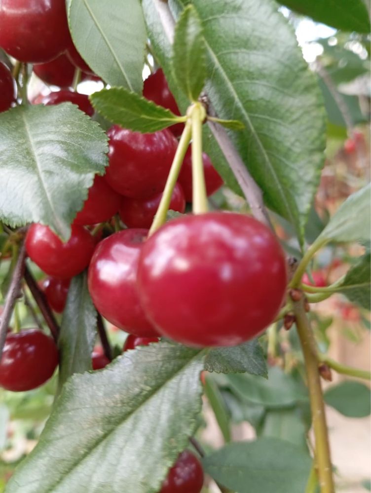 Продам вишню 10л 7тыс
