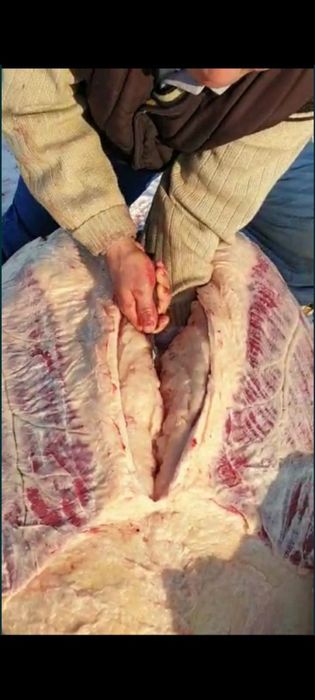 Қасапшы мясник касапшы мал сою