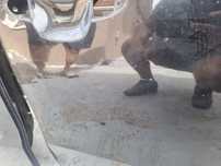 Vand usi dreapta fata si spate Passat B7 Alltrack
