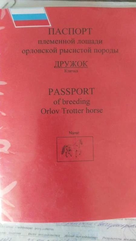 Жеребец орловец.