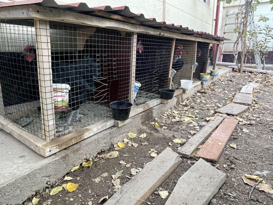 xuroz qora shaxzoda tozza xurozlar sotiladi