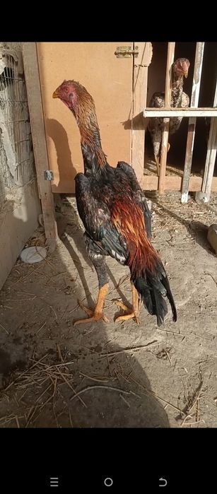 Juja sotiladi may oyida chiqqan