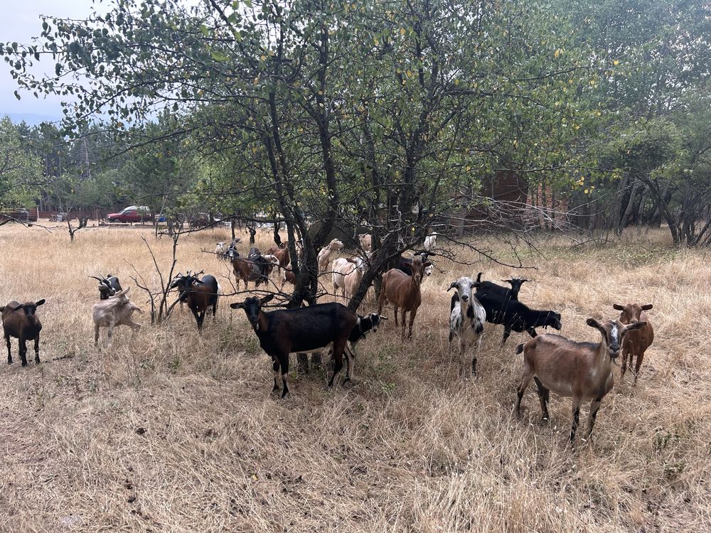 Продавам кози и ярета