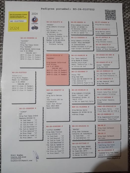 Porumbei voiajori sport