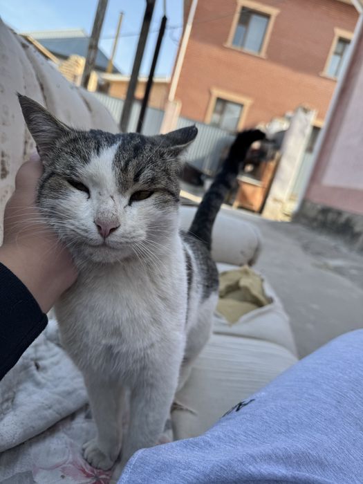 Кот ласковый и милой