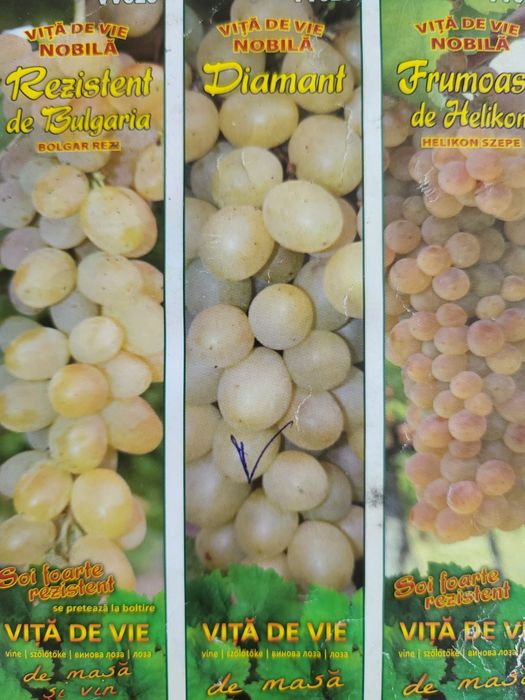 Vita de vie nobila [altoita]soiuri roze de masa