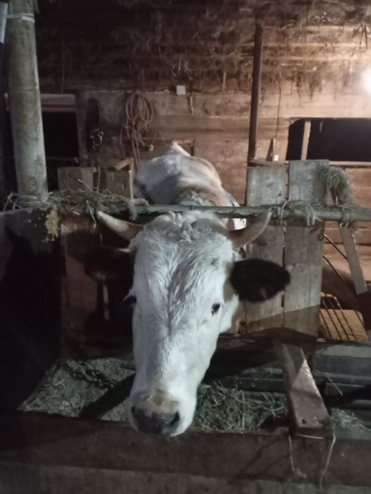Продам 2 годовалого бычка