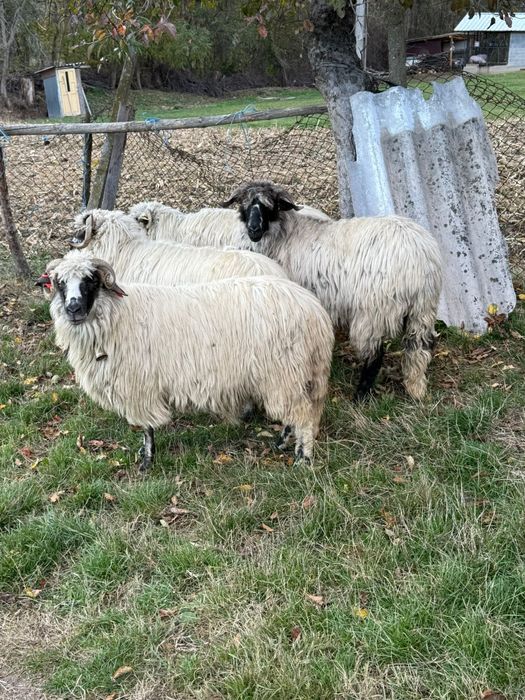 De vânzare oi tinere