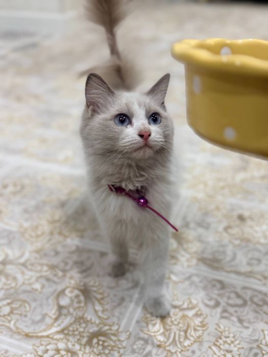 Котенок породы регдол Ragdoll/ рэгдол